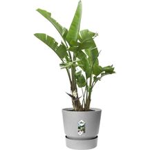 Bild für Elho Pflanztopf Greenville Ø 47 x 44 cm living beton