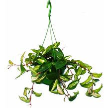 Bild für EXOTENHERZ Zimmerpflanze zum Hängen