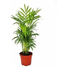 Bild für EXOTENHERZ Chamaedorea elegans