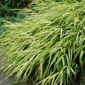 Blumixx Stauden Hakonechloa macra 'Aureola' - Japanwaldgras Standort halbschattig Blütenfarbe grünlich