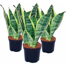 Bild für EXOTENHERZ 3er Set Sansevieria trifasciata