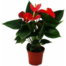 Bild für EXOTENHERZ Flamingoblume Sierra Red rot Anthurium andreanum 14cm