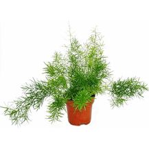 Bild für EXOTENHERZ