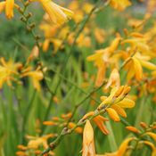 Blumixx Stauden Crocosmia George Davidson - Montbretie
