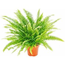 Bild für EXOTENHERZ Nephrolepis