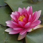 Blumixx Stauden Nymphaea Hybride Charles de Meurville - Seerose Standort sonnig Blütenfarbe weinrot