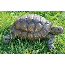 Bild für MFF Schildkröte Slowmotion