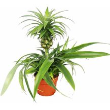 Bild für EXOTENHERZ Ananas Champaca
