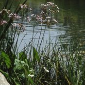 Blumixx Stauden Butomus umbellatus - Blumenbinse Standort sonnig Blütenfarbe rosa