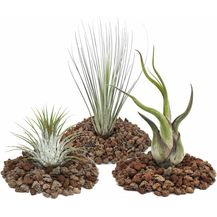 Bild für EXOTENHERZ