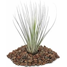 Bild für EXOTENHERZ