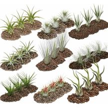 Bild für EXOTENHERZ 1 Riesen-Set mit 27 Tillandsien in mindestens 9 Sorten