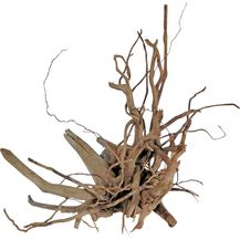 Bild für Orbit Finger-Wurzel medium medium