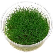Eleocharis pusilla (parvula+ acicularis) in vitro Zwergnadelsimse