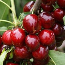 Bild für Süßkirsche Regina Busch