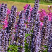 Blumixx Stauden Agastache Rugosa-Hybr. Blue Fortune - Duftnessel Standort sonnig Blütenfarbe violett