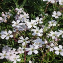 Bild für Blumixx Stauden Gypsophila repens