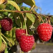 Himbeere Autumn First, 3,5L-Container