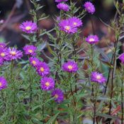 Blumixx Stauden Aster novi-belgii Karminkuppel - Glattblattaster