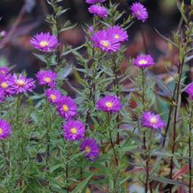 Bild für Blumixx Stauden Aster novi-belgii Karminkuppel