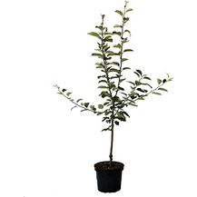 Bild für Apfel Golden Delicious Busch