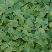 Bild für Melissa officinalis