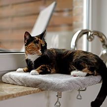 Bild für lionto Liegeplatte für Fensterbank Katzenliege Fensterbankliege Fensterliege für Katzen 35x50 cm