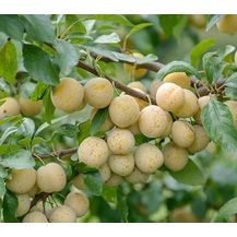 Bild für Mirabelle Bellamira Busch