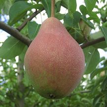 Bild für Birne Clapps Liebling Halbstamm