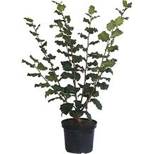 Bild für Haselnuss Hallesche Riesen