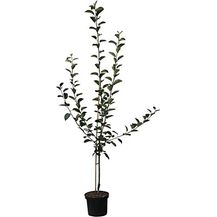 Bild für Apfel Piros Busch