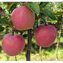 Bild für Apfel Gloster Busch