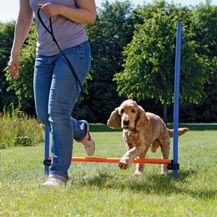Bild für Trixie Dog Activity Agility Hürde