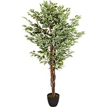 Bild für hjh OFFICE Kunstpflanze FICUS Benjamini Höhe 165 cm Grün/Weiß 1008 Blätter Deko Zimmerpflanze Birkenfeige künstlich