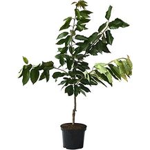 Bild für Zwergsüßkirsche Kordia Busch