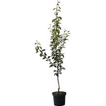 Bild für Birne Conference Busch