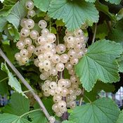 Johannisbeere weiß Weiße Versailler Busch, im 3,5L-Container