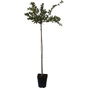 Stachelbeere rot Captivator Hochstamm, im 4L-Container