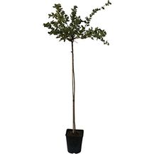 Bild für Stachelbeere rot Captivator Hochstamm