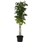 Himbeere Glen Coe, 3,5L-Container