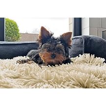 Bild für tierlando® Hundeliegedecke Shary kuschelige Zottelplüsch Hundematte aus flauschigem Hochfloor/Langfloor Hundedecke A Größe: S (60x45 cm)