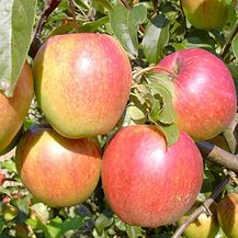 Bild für Apfel Rewena Busch