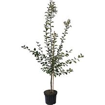 Bild für Reneklode Graf Althans Busch