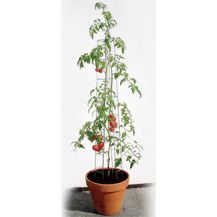 Bild für Bellissa Tomatenturm 180 cm hoch