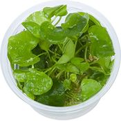 Nymphoides hydrophylla 'Taiwan' in vitro Wasserpflanzen Aquariumpflanzen