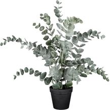 Bild für CREATIV green künstlicher Eukalyptus 53cm im Topf grau-grün