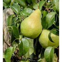 Bild für Säulenbirne Condo