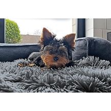 Bild für tierlando® Hundeliegedecke Shary kuschelige Zottelplüsch Hundematte aus flauschigem Hochfloor/Langfloor Hundedecke A Größe: S (60x45 cm)