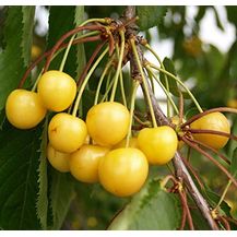 Bild für Süßkirsche Dönissens Gelbe Knorperlkirsche Busch