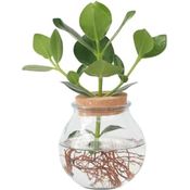 Plant in a Box Clusia Balsamapfel, Hydrokultur Zimmerpflanze im Glas mit Korken, pflegeleicht, 25-35 cm hoch